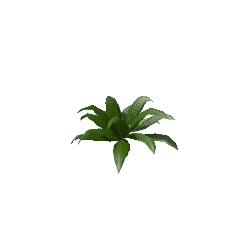 Tropical Plant 4 (Type 3)